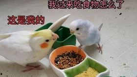 玄凤鹦鹉爆料视频,揭秘鹦鹉界的秘密生活  第3张